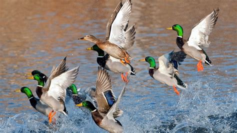 Mallard Duck Wallpapers Wallpaper Cave