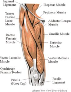 Want to learn more about it? March of Thighs… | Leg muscles anatomy, Body anatomy ...