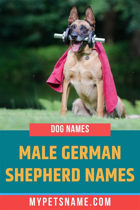 Male German Shepherd Names Cool Dog Names Boys Dog Names German