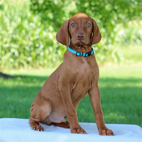 Vizslas For Sale Adopt Vizsla Puppies For Sale Online Today Vip