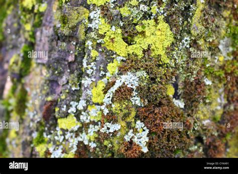 Lichen Tree Trunk Hi Res Stock Photography And Images Alamy