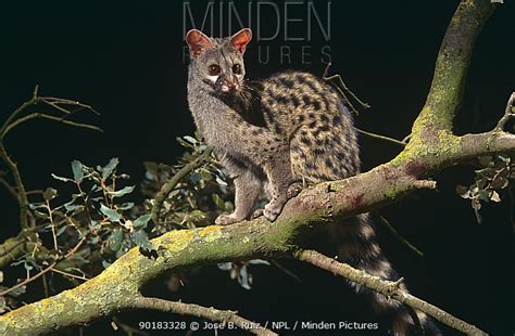 Small Spotted Genet Stock Photo Minden Pictures