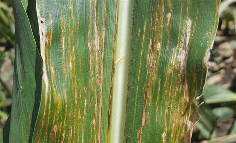 Bacterial Leaf Streak Disease Confirmed In Corn In Nebraska Nebraska