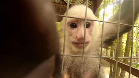 Monkey Steals My Gopro And Films With It Youtube