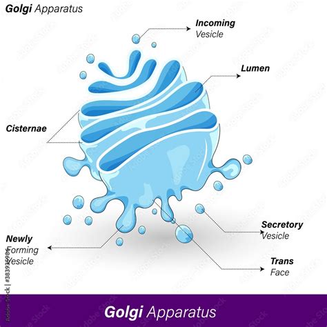 Golgi Apparatus Vector Illustration Labeled Microscopic