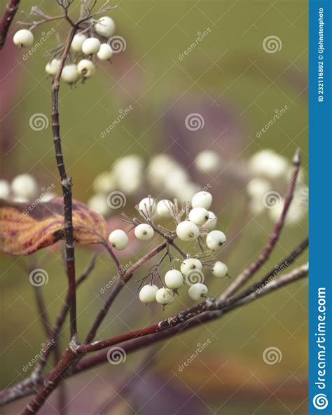Close Up Of Snowberries In North Idaho Stock Photo Image Of