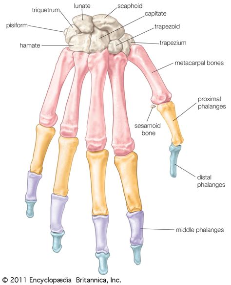 Hand Definition Anatomy Bones Diagram And Facts Britannica