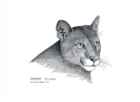 Cougar Drawing By Lee Pantas