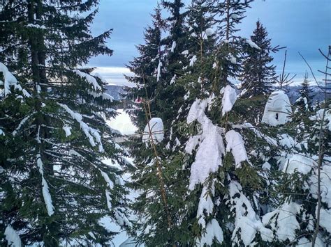 Snowy Evergreen Or Pine Trees Covered In Snow During The Winter