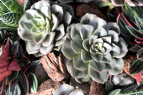 Even though it's easier than ever to buy plants online, keeping them alive is still a challenge. 20 Plants That Are Safe for Children, Cats and Dogs | Cat ...
