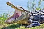 Wallpaper : crocodilia, reptile, american alligator, nile crocodile ...
