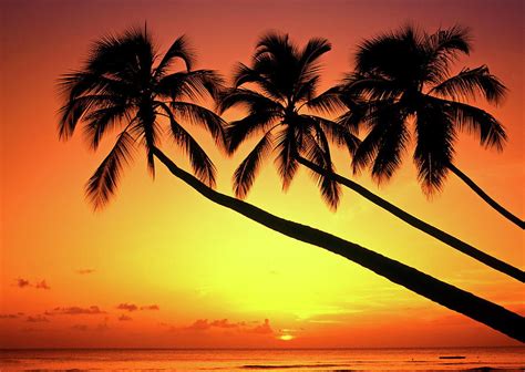 Sunset At Tropical Beach Barbados By Hans Peter Merten