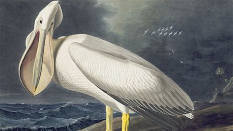 Explorer Naturalist Artist John James Audubon And The Birds Of