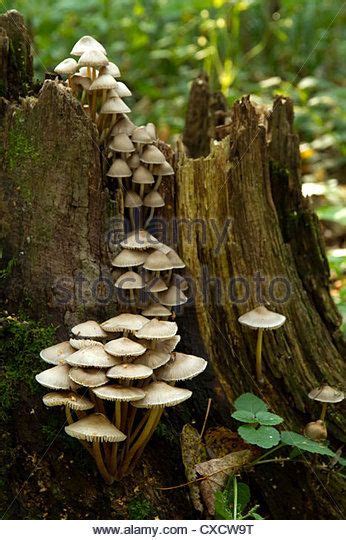 White Autumn Mushrooms On The Tree Stump Stock Image Stuffed