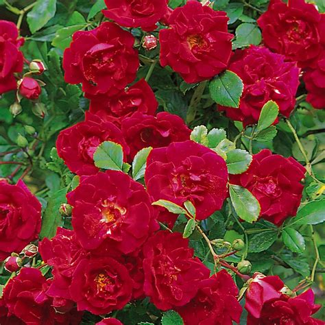 Crimson Shower Container Roses David Austin Roses David Austin