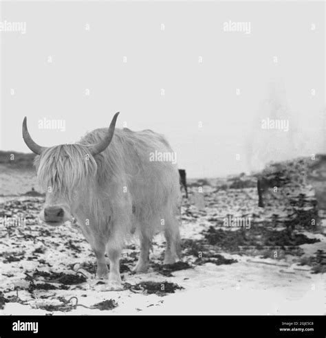 Highland Cow Picture Black And White Stock Photos And Images Alamy