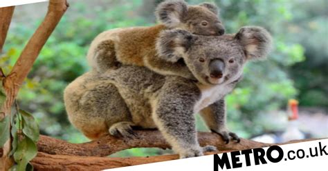 Koalas Are Now ‘functionally Extinct Metro News