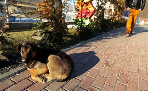 Stray Dogs Being Disposed Of In Sochi Ahead Of 2014 Winter Olympics