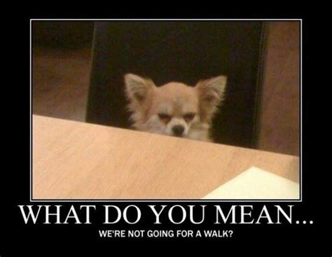 Hmm Funny Dog Memes Angry Dog Funny Dog Pictures