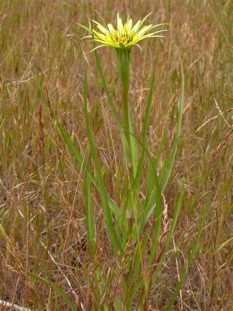 Yellow Salsify Trdu Octc Flora Guide · Inaturalist