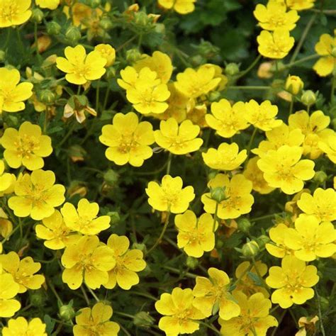 Producono molti fiori a forma di trombetta e dal colore solitamente giallo ma che … Fiori Gialli Per Giardino