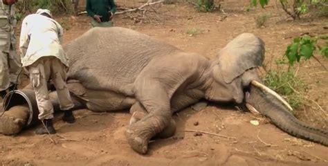Video A Successful Elephant Rescue Africa Geographic