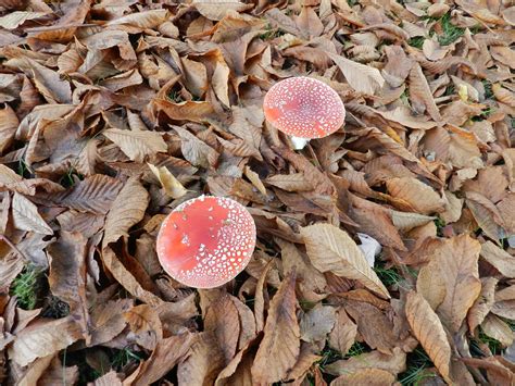 Wild Red Mushrooms Pictures All Mushroom Info