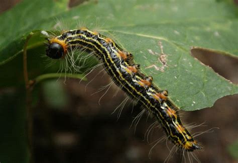 It has some small yellow circular areas on the black stripes. The Öko Box: Black & Yellow Striped Caterpillar (with ...