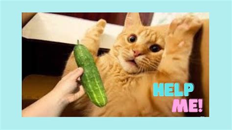 Best Of Funny Cats Vs Cucumbers Youtube