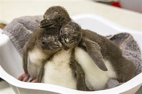8 Macaroni Penguins Hatch At Kansas City Zoo