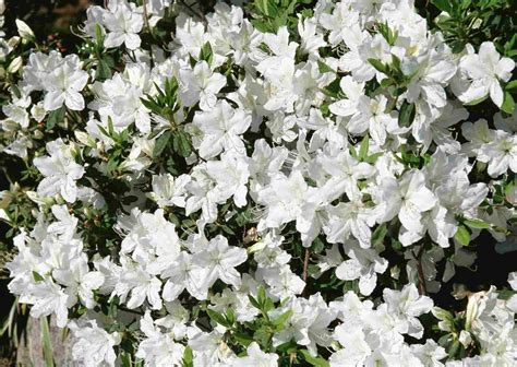 10 Great Shrubs That Bloom With White Flowers