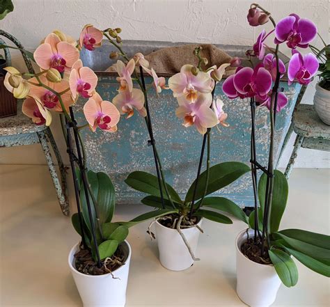 Medium Double Stem Phalaenopsis Orchid In Belmont Ma Jayne S Flowers
