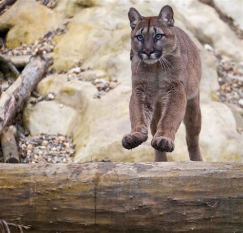 Cougar Anatomy Feline Facts And Information