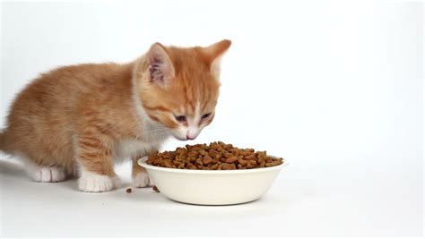 Cat Eating Cute Orange Tabby Kitty Feeding From Food Bowl Close Up