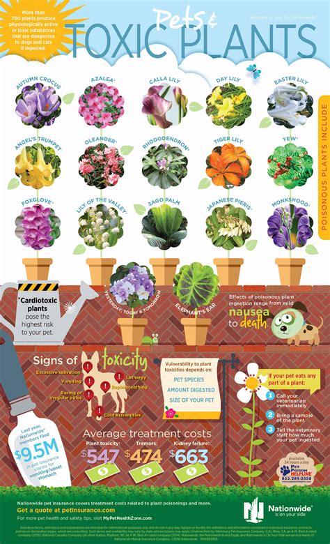 Toxic Plants And Pets Infographic Pet Health Insurance And Tips