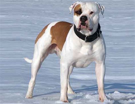 What is the average bulldog life expectancy? LIFE SPAN OF DOGO ARGENTINO