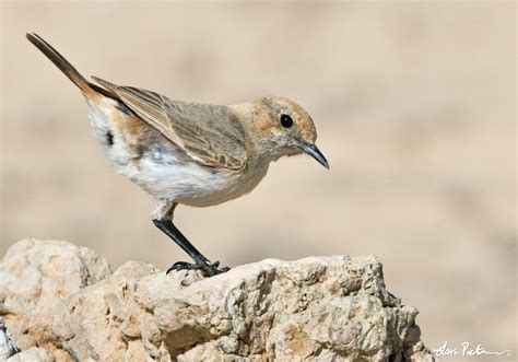 Red Rumped Wheatear Western Sahara Bird Images From Foreign Trips
