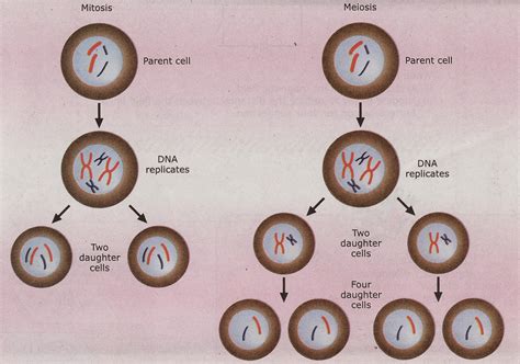 Contoh Mitosis Dan Meiosis Imagesee