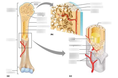 Gross Anatomy Of A Typical Long Bone Diagram Quizlet