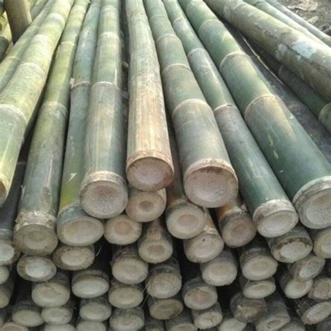 Jual Bambu Steger Bambu Trucuk Kaso Balok Berbagai Ukuran Dolken Gelam