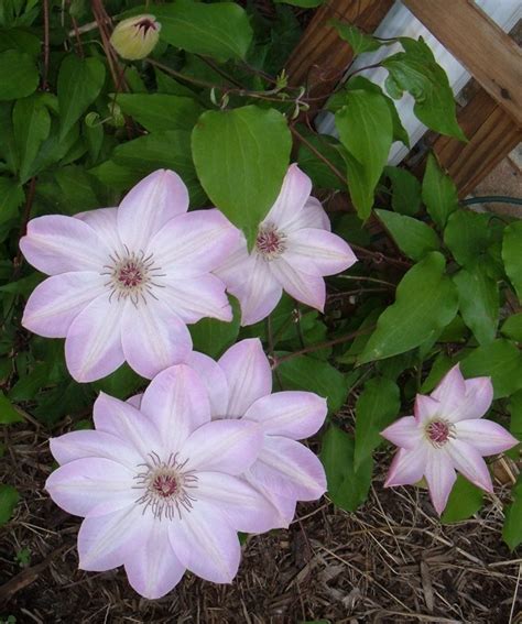 Plantfiles Pictures Clematis Early Large Flowered Clematis Dawn Clematis By Sofonisba