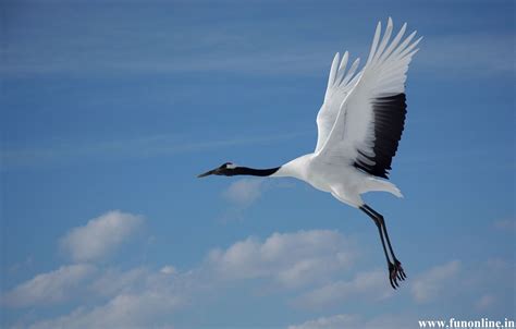 A Japanese Red Crowned Crane In Flight Red Crowned Crane Japanese