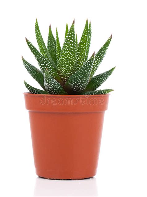 Place the plants in filtered bright light, not in direct sunlight. Haworthia Mix, Cactus, Succulent Plant Stock Image - Image ...