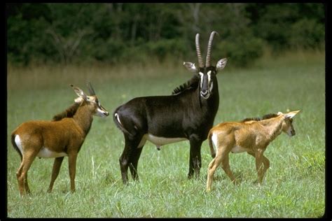 Hippotragus Niger Sable Antelope