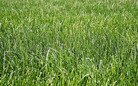 Natures Seed Fine Fescue Grass Seeds Blend 500 Sq Ft Turf Ff 500 F