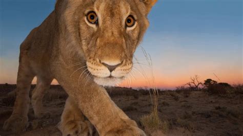 Wildlife Photography Of The Year 2016 Amazing Photos Youtube