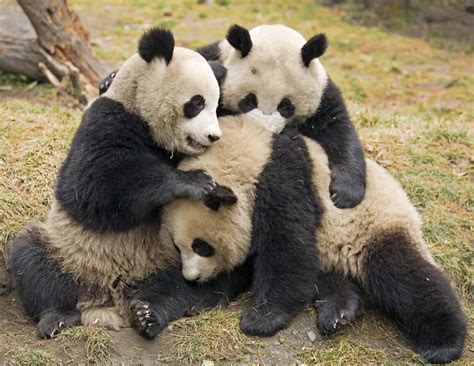 Hidden Unseen Cute Giant Pandas At Sichuan