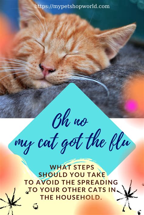 Most cat colds will be spread cat to cat however there are some strains of human cold which can be caught by your cat. Pin on Pets Around Pinterest