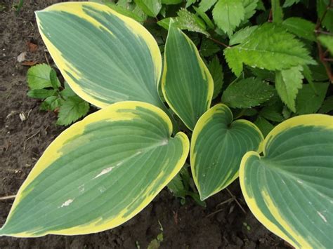 Hosta First Frost Planting Growing And Cultivation Hosta First
