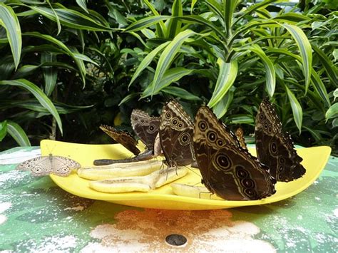 Jardin Des Papillons Hunawihr Atualizado 2020 O Que Saber Antes De